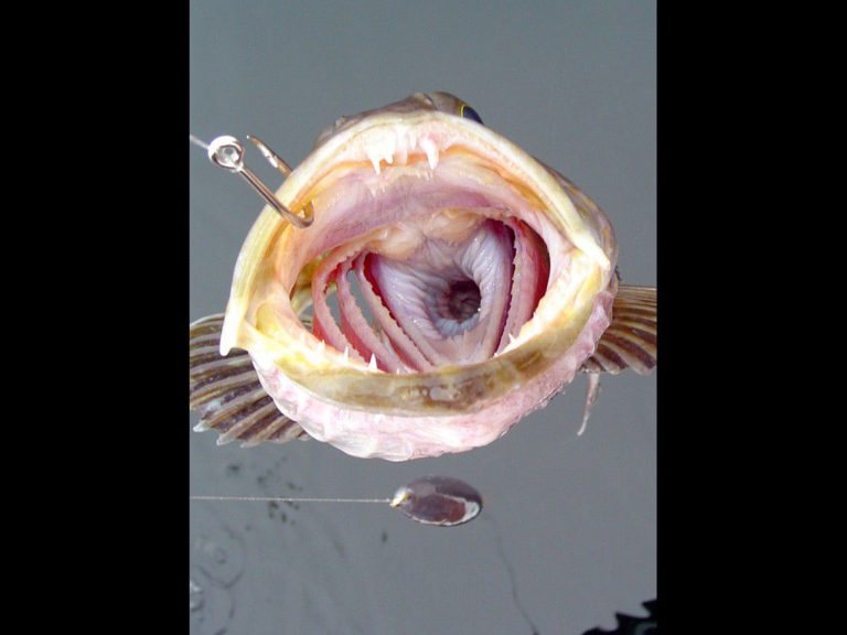 Un pez con 555 dientes