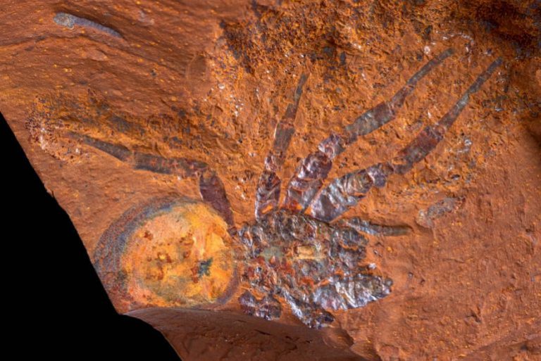 Encuentran miles de f??siles que confirman que Australia fue una inmensa selva tropical hace m??s de 15 millones de a??os