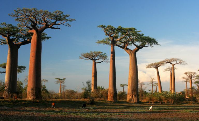 A??n quedan m??s de 9,000 especies de ??rboles por descubrir en la Tierra, revela un estudio